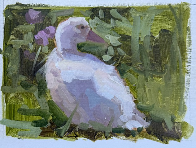 Lavender Duck