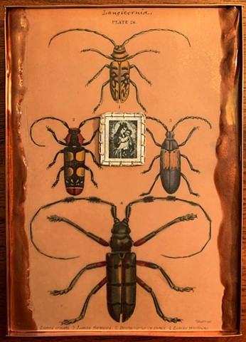 Encaustic Collage of antique prints by Flora Calabrese