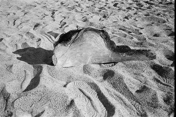 Nature: Nurture, Alameda Beach, CA