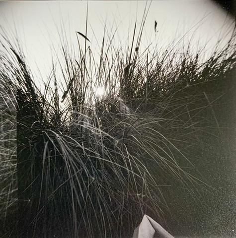 Nature: Nurture, Alameda Beach, CA