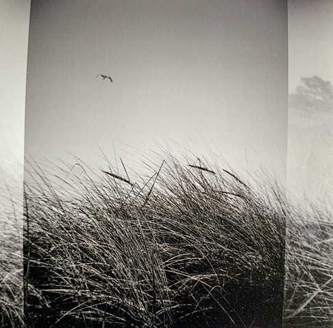 Nature: Nurture, B+W Film, 10 print run