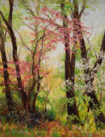 Wild cherry trees blooming in the woods in spring