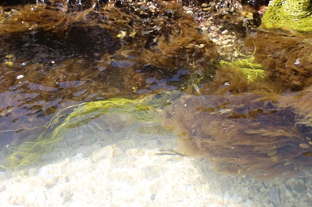 Knit Seaweed