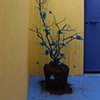 árbol azul