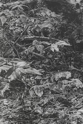 jennifer brou graphite drawing
