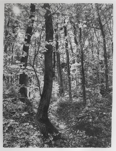 jennifer brou graphite drawing