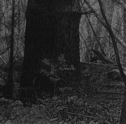 jennifer brou graphite drawing