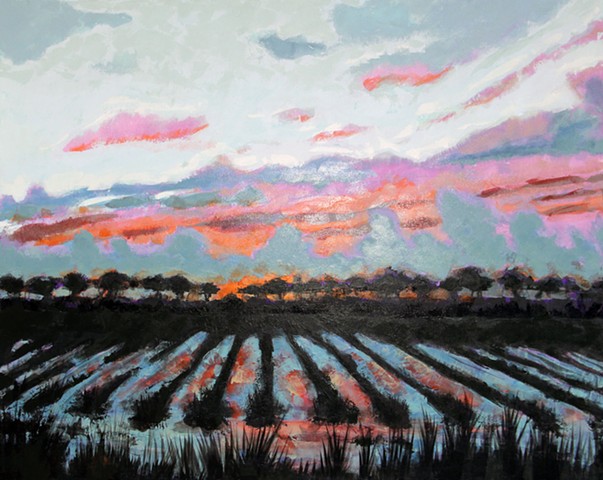 Sunset on sugarcane field
