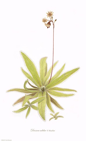 Drosera adelae