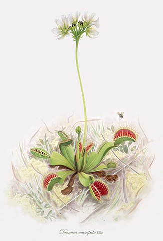 Dionaea muscipula ( Venus Fly Trap )