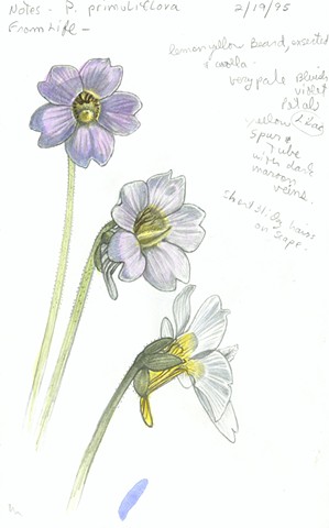 Pinguicula primuliflora flowers
