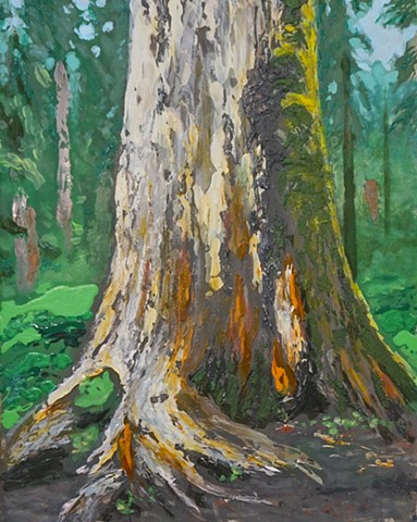 Rain Forest Cedar