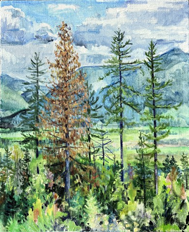 Parched Cedar. Private collection