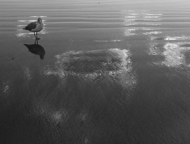 Gull and Cloud Reflections on Beach