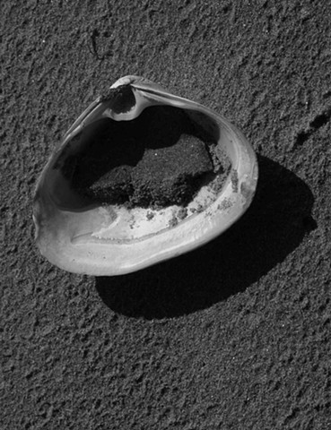 Shell on Long Sands