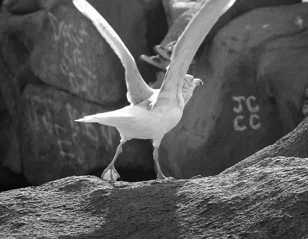 Seagull at Nubble