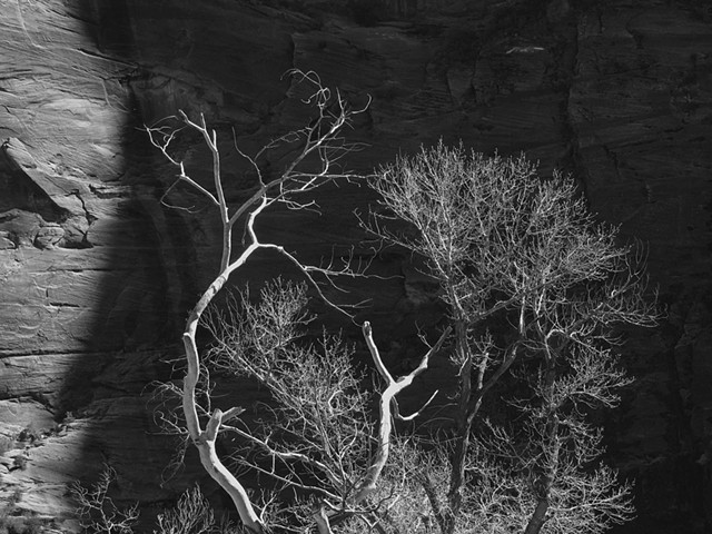 Trees at Zion