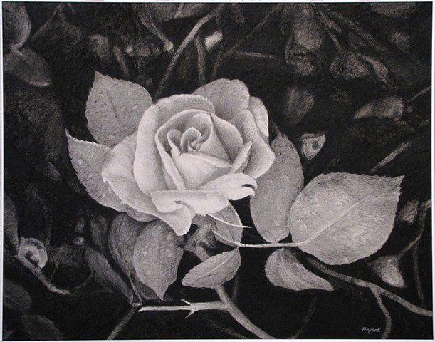 Longwood Rose