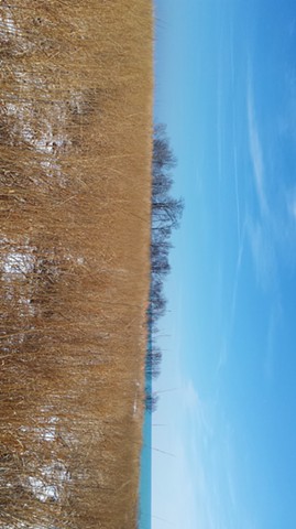 Northeastern Illinois Winter Prairie 2