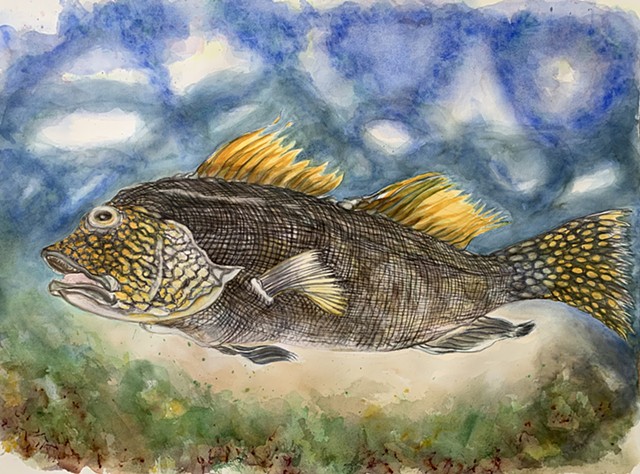 fish painting, watercolor, Maine art, arthurlnichols painter