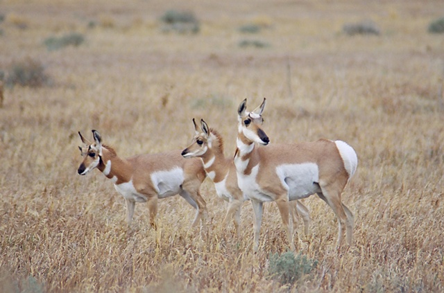 Pronghorn Mom and Fawns
