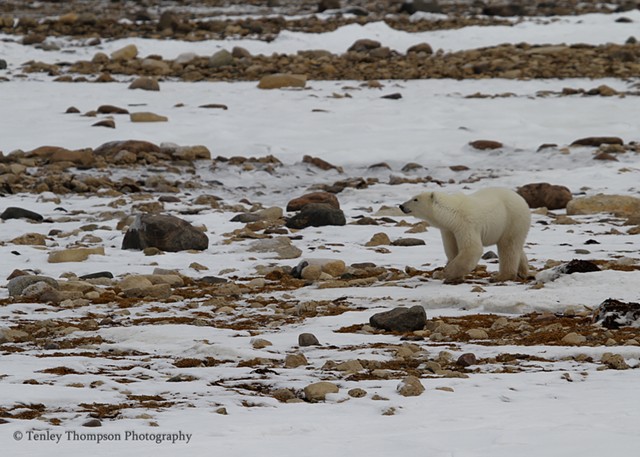 Polar Bear, Arctic, Hudson Bay