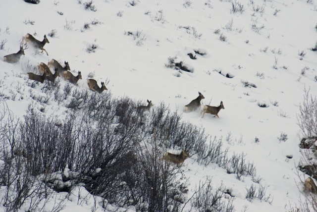 Mule Deer on the Run