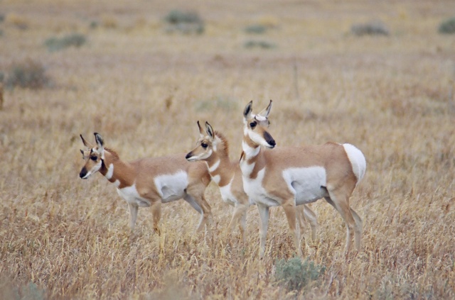 Pronghorn in the spring