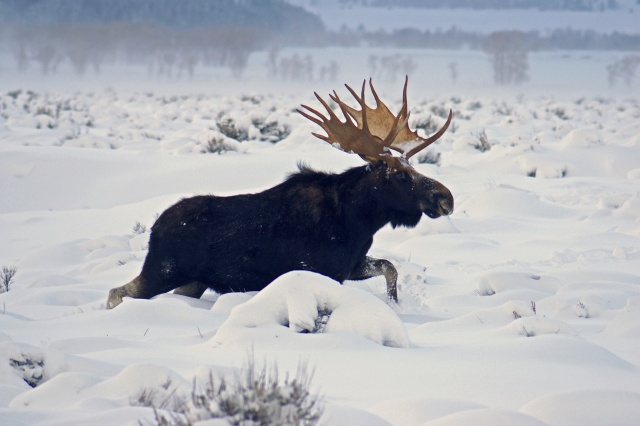 Winter Bull Moose