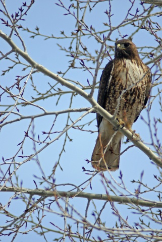 Spring Red-tail Hawk