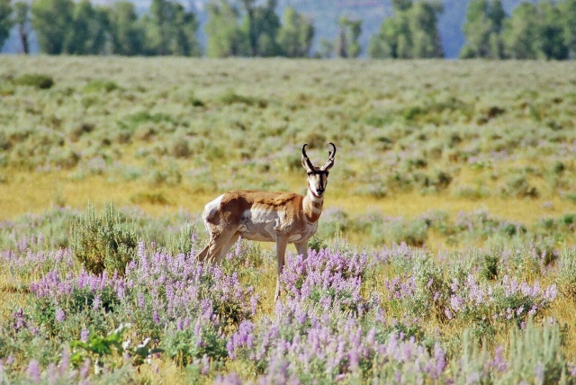 Pronghorn in Lupine