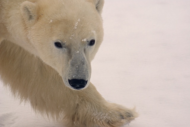 Polar Bear Stare
