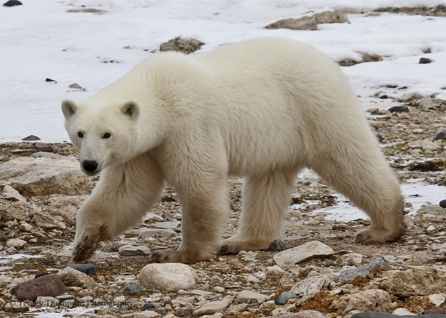 Polar Bear, Arctic