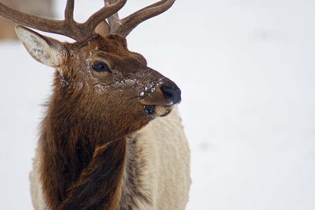 Elk, National Elk Refuge