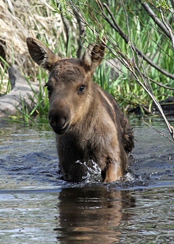 Moose, Moose Calf, Baby Moose