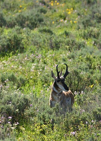Pronghorn Antelope Wildflowers