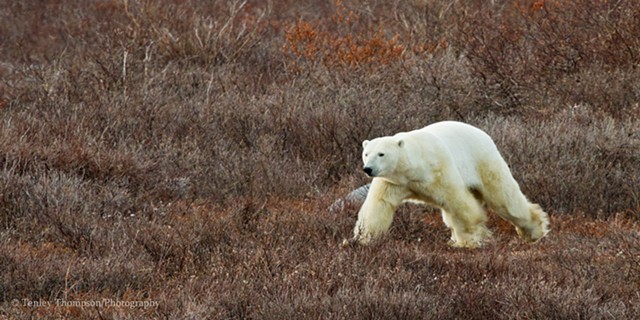 Polar Bear Fall