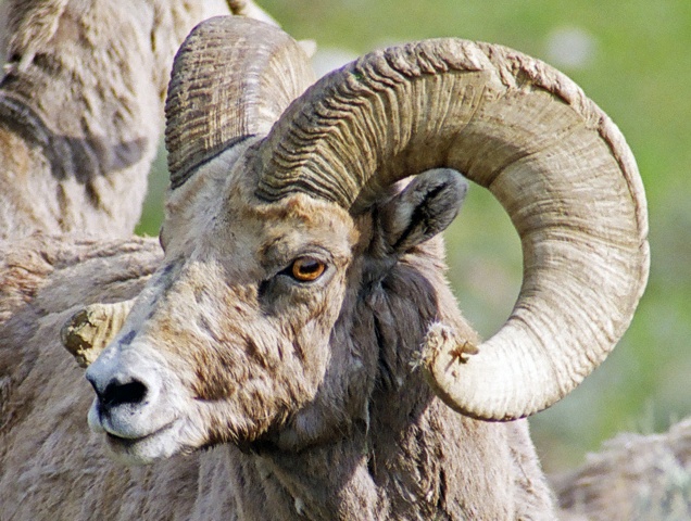 Spring Bighorn Ram 