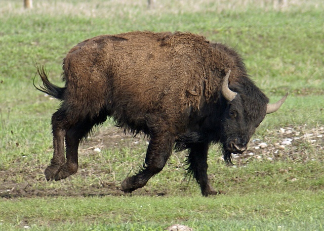 Bucking Bull Bison