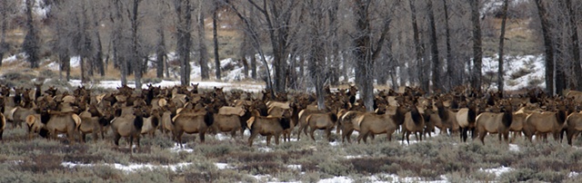 Elk Migration- Jackson WY