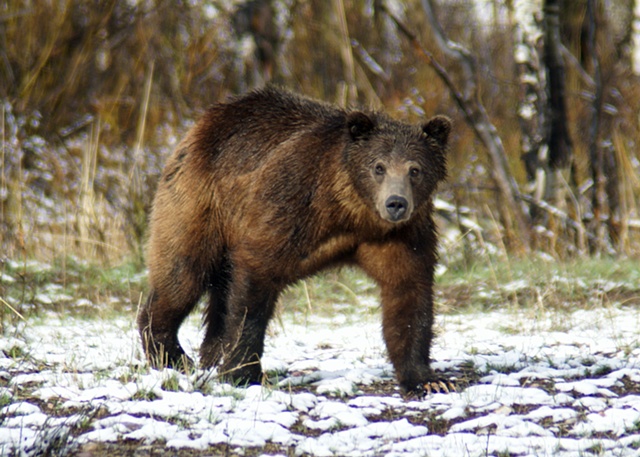 Grizzly spring bear