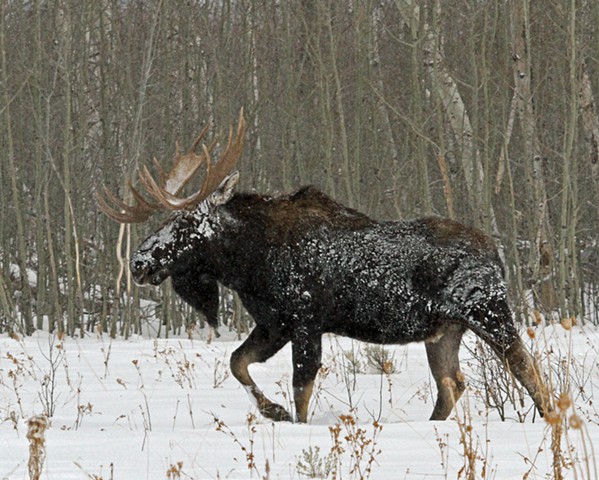 Snow Moose