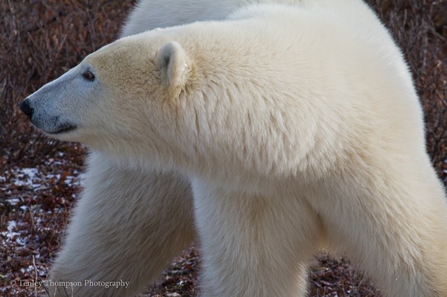 Polar Bear, Arctic