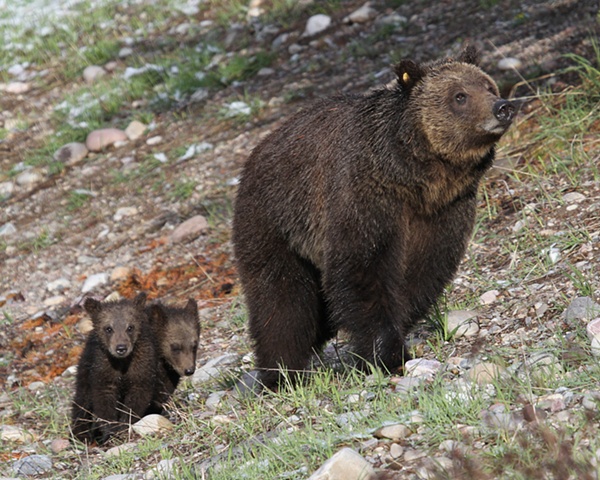 Bear 610, Grizzly Bear, Grand Teton