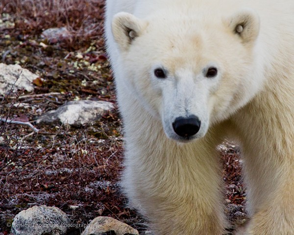 Polar Bear, Close Up