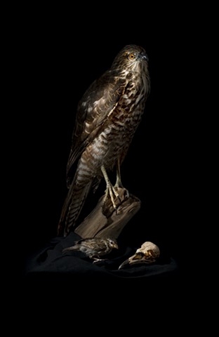 Angela Casey artist photography still life sparrow falcon goshawk tasmania australia art gallery vanitas