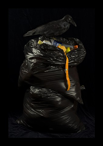 Angela Casey artist australian tasmanian raven crow rubbish still life gallery art vanitas