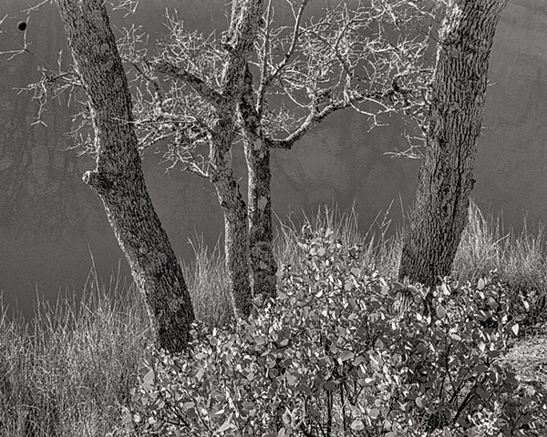 Frog Lake, Henry Coe SP, Morgan Hill, California