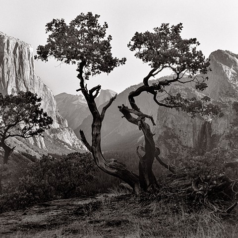 Manzanita, Yosemite NP, California