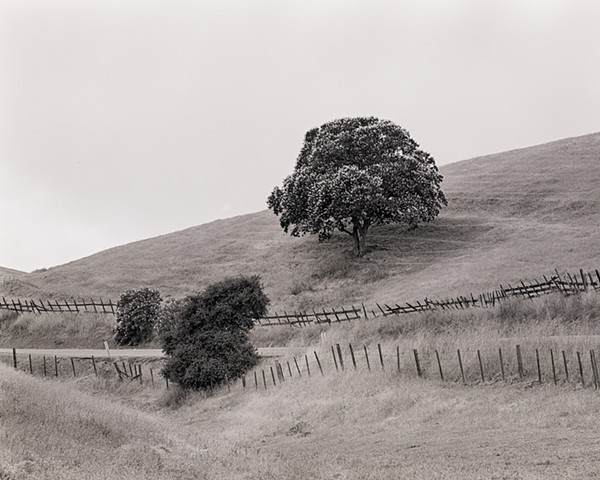 Tree, Fences, Gilroy, California
